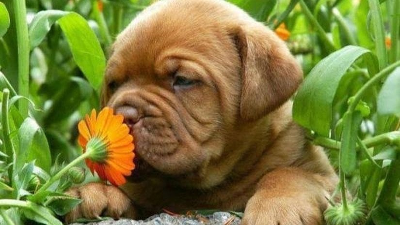 Köpeğiniz Gerçekten Sizinle Konuşuyor Olabilir mi?