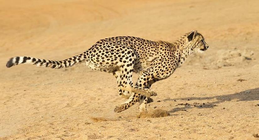 Hedefine doğru hızla ilerleyen bir çita (Acinonyx jubatus).