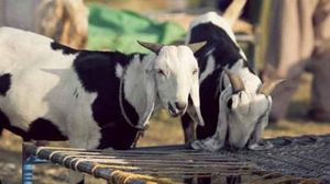 Rawalpindi Prepares For Eid-ul-Adha Animal Markets