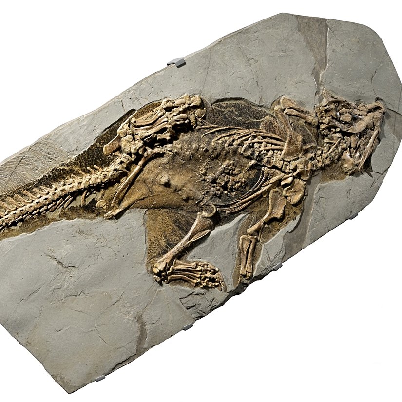 Psittacosaurus’un üzerinde deri ve morfoloji analizi yapılan fosili.