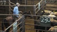 Trump’s Argentina beef deal angers America’s struggling farmers: ‘You’re selling us out’ | CNN Business