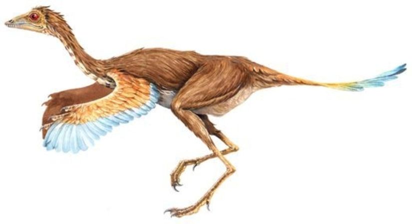 Protarchaeopteryx