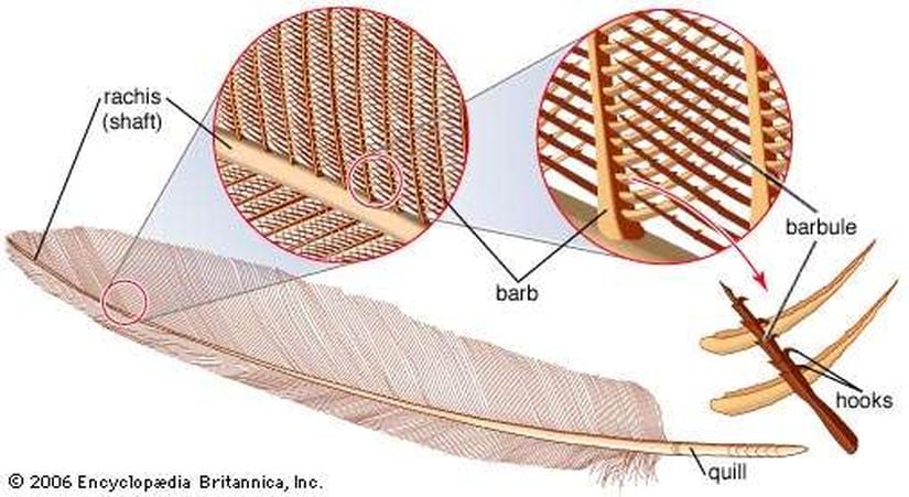 Telek ekseninin (rachis) yan tarafında olan uzun kıllar (barb) ve onların yanında yer alan küçük tüyler (barbules)