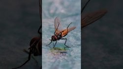 Sinekler Ellerini Neden Ovuşturuyor?