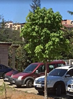 Bu ağacın ismini bilen var mı?