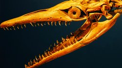 TÜRKİYE'DE NEDEN HİÇ DİNOZOR FOSİLİ BULUNAMADI?