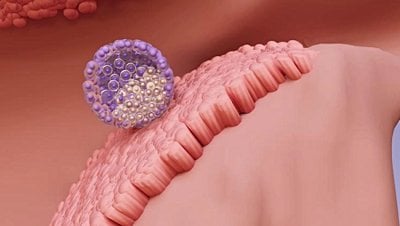 Hamileliğin 3. Haftasında Neler Olur? İmplantasyon Nedir ve Nasıl Gerçekleşir?