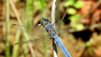 Güney çalıbakiresi (Orthetrum brunneum)