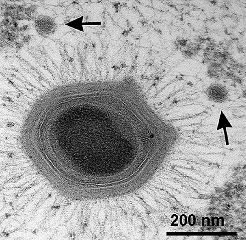 Dev mimivirüs. Takemura’nın hipotezine göre, uzun zaman önce bir dev virüs, viral fabrikasını oluşturup kendi genomunu bununla çevrelerken aynı zamanda enfekte ettiği arkenin genomunu da içeri aldı. Fakat enfekte hücrelerin pek çoğunun aksine, bu konak hücre virüsün bariyer inşa etme numarasını çalmayı başardı ve kendi genomunu virüsünkinden koruyan, kendi bölmesini oluşturdu. Zamanla, bu yarı geçirgen bariyer bugün çekirdek olarak bildiğimiz yapıya evrildi.
