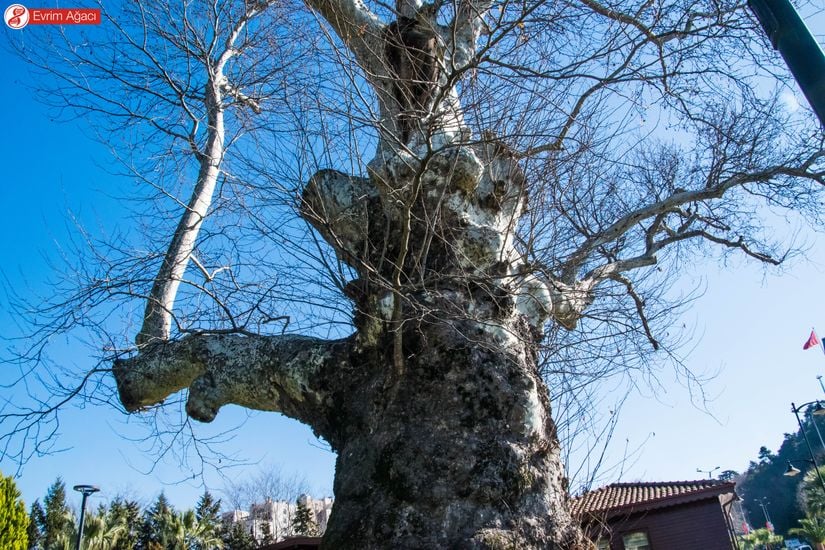 Doğu çınarı (Platanus orientalis), Karadeniz/Ereğli.