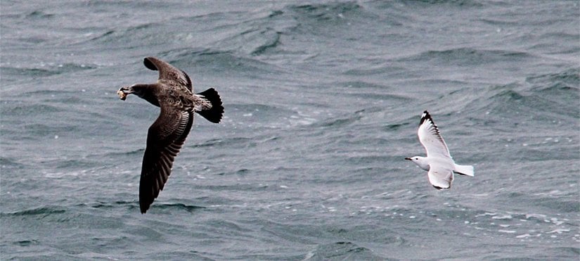 Kuşlarda gözüken klepto-parazitlik