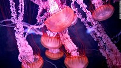 Bilim İnsanları, Ebedi Yaşamın Sırrını Bulmak İçin Ölümsüz Denizanasının DNA'sını Analiz Ettiler