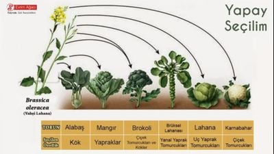 Evrim Mekanizmaları - 3: Yapay Seçilim