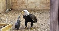 Murphy the bald eagle, famous for parenting a rock, dies at 33