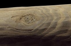 Taş Devri: Aslında Ağaç Devri miydi?