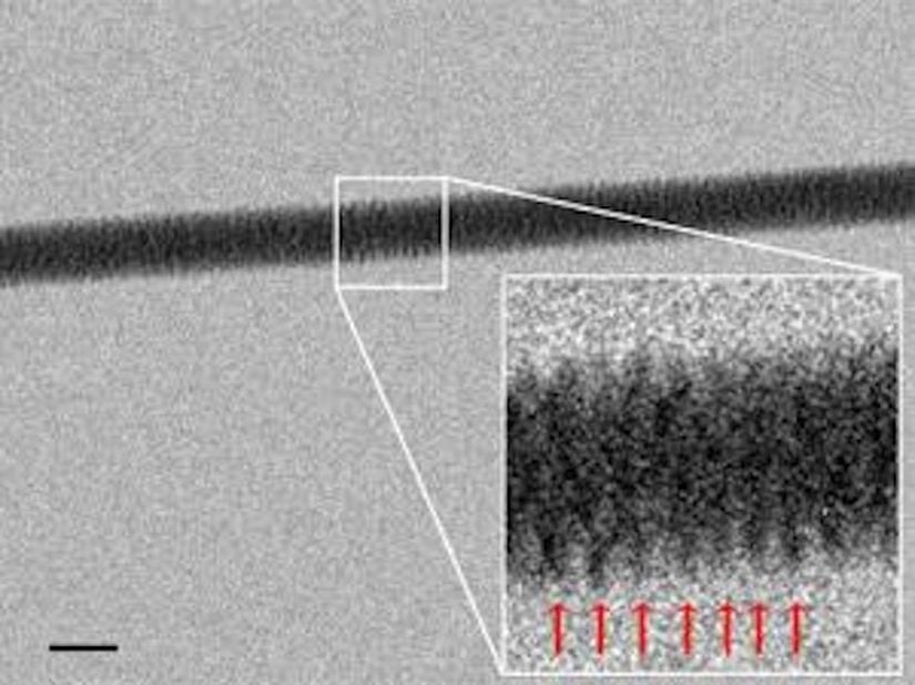 Yüksek Çözünürlüklü DNA Fotoğrafı (2012)