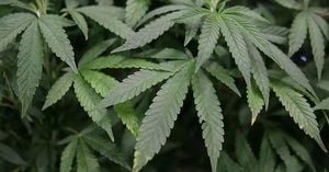 Breathe Life Sciences To Bring 100 Jobs To Scotland