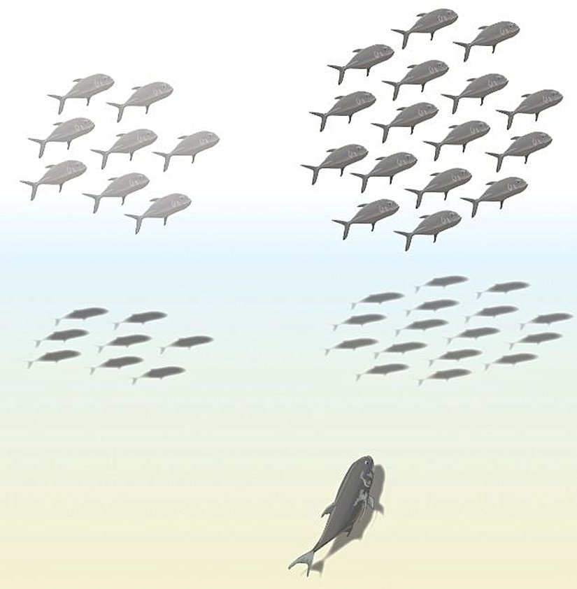 Görsel 6. Sayı ayırımı. Balık, bir sürü diğer sürünün en az iki katı olduğunda daha büyük olanı seçer; bundan daha küçük oranlar söz konusu olduğunda ise daha büyük seçeneği belirleyemez.