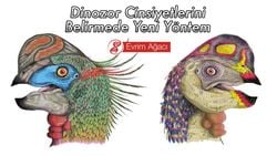 Dinozorlarda Eşeysel Dimorfizm: Erkek ve Dişi Dinozorları Ayırt Edebilir miyiz?