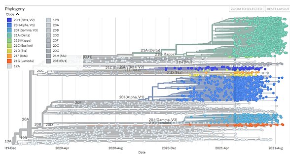 Burada ise virüsün filogeni yani evrimsel soy ağacını görüyorsunuz.