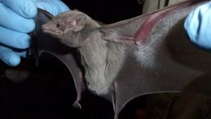 New Bat Coronavirus HKU5-CoV-2 Discovered In China