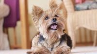 Moment 15-Year-Old Yorkie Reunites With Mom After Being Stolen Has Us in Tears