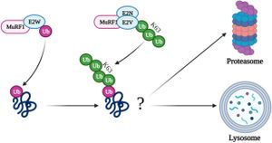 Aspirin Found To Clear α-Synuclein Aggregates Through K63 Ubiquitination