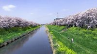 お花見シーズン目前！混雑を避け花見を快適に楽しむ方法を考えてみた　関東の穴場スポットはどこだ？　菜の花や富士山と「桜のコラボ」も人気　（東洋経済オンライン） - Yahoo!ニュース
