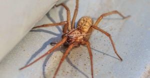 Homeowners Prepare For Spider Season With Helpful Tips