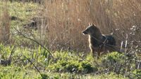 EN IMAGES - Un chacal doré, canidé originaire d'Asie, observé pour la première fois en Seine-Maritime - ici