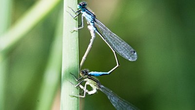 Mavi kuyruklu kızböceği (Ischnura elegans)