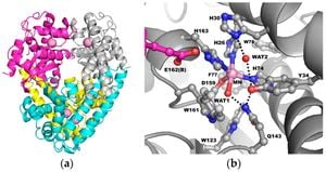 Tyr34: Key Amino Acid Regulating Manganese Superoxide Dismutase Activity