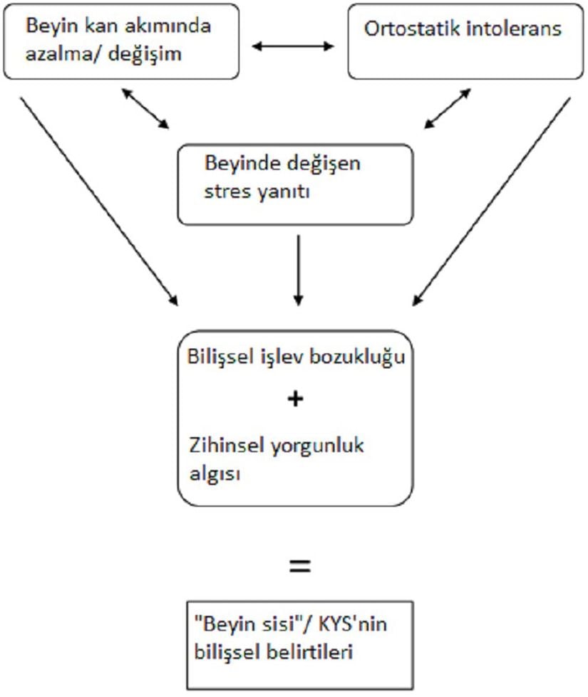 Beyin sisi ve KYS oluşum şeması