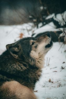 Birçok yerde kurtların asil hayvan olduklarından esir olamayacaklarını ve evcilleştirilemeyeceklerini duydum, peki köpekler nasıl evcilleştirilebildi?