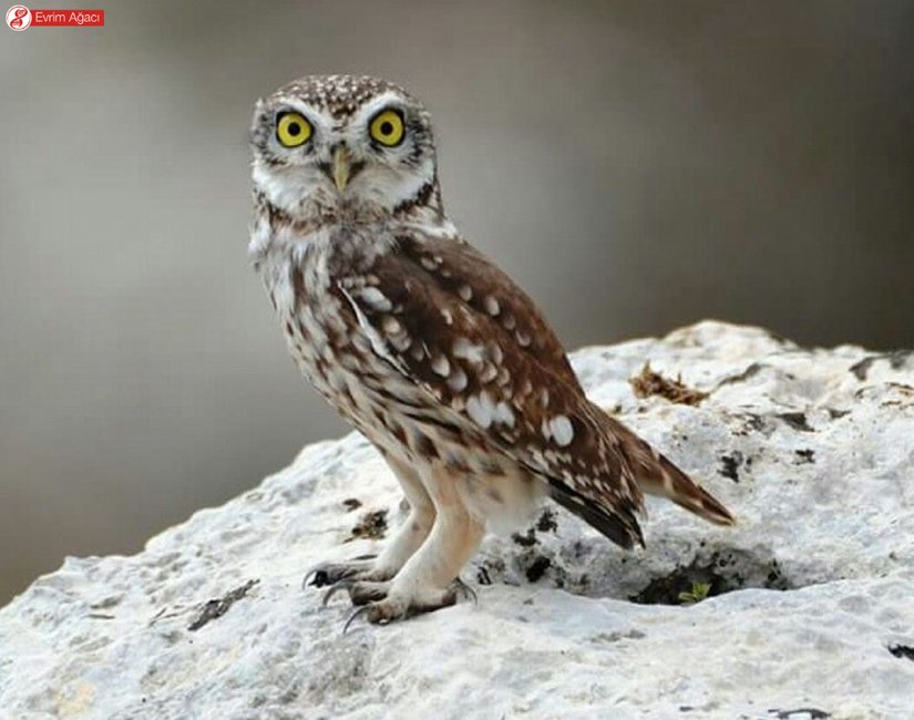 Gözlemlediğimiz küçük bir baykuş türü olan kukumav (Athene noctua). Kanatların gözlere olan benzeriliğine dikkat edin.