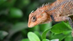 Evrim Teorisi Ve Biyolojik Yapısı