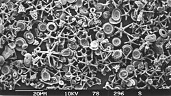 Okyanus Tabanı Mezarlığı