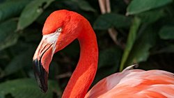 Flamingolar Neden Pembe? Pembe Bir Renk Gizemi