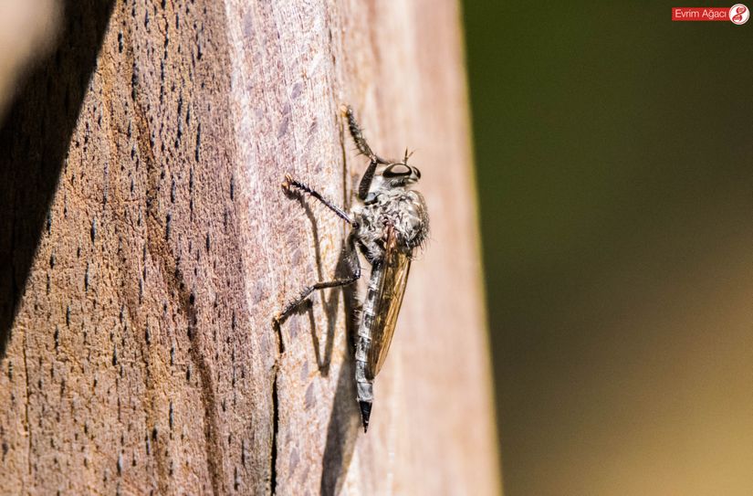 Karnının ucundaki yumurta kanalı (ovipositor), kendisinin pusuya yatan bir dişi olduğunu gösteriyor.