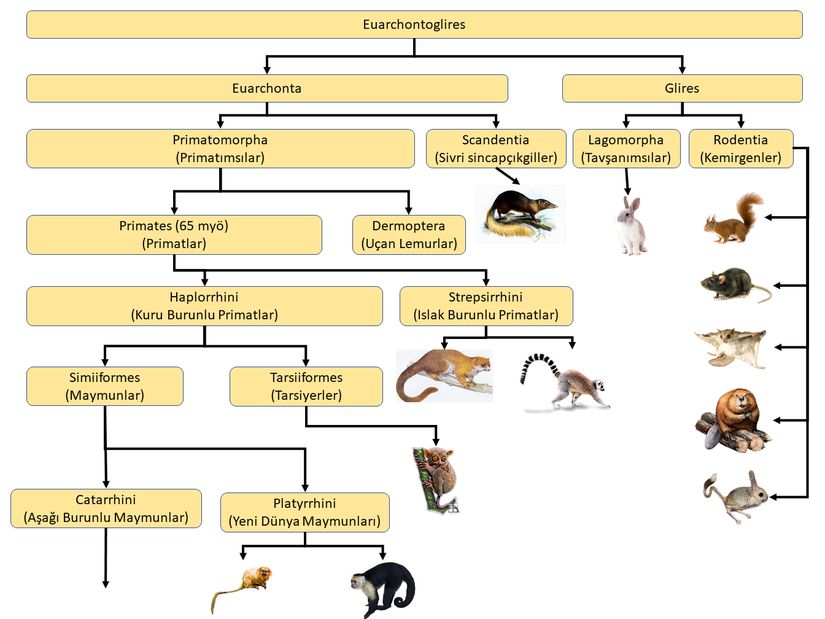 Yaklaşık 65 milyon yıl önce evrimleşmeye başlayan Euarchontoglires veya diğer bir adı ile Supraprimatlar üst takımı. İnsana gidecek dal da buradan köken alacaktır.