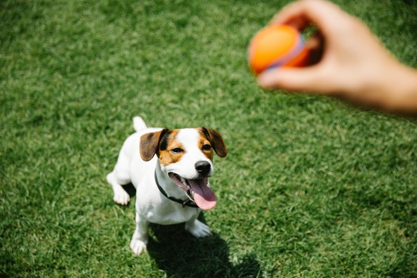 Jack Russell teriyer ırkı bir köpek.