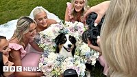 Dog weddings: The pooches playing a starring role