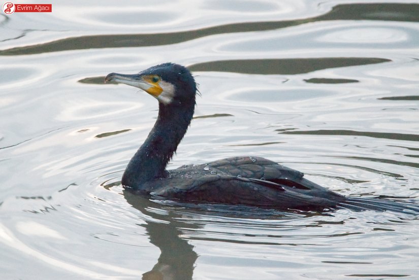 Tüylerinin su geçirmez adaptasyonu sayesinde su damlacıklarının adezyonu.