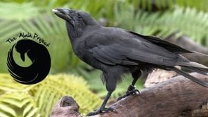 Hawaiian Crows Return To Maui After Extinction