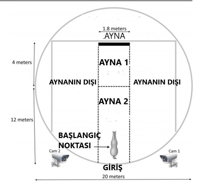 Çalışma Alanının Şeması. Atlar giriş bölümünden tek tek farklı zamanlarda giriş yapıyorlar. Ve aynada kendini ve çevresini izliyorlar. Çalışma bundan ibaret.