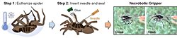 Bilim İnsanları Ölü Örümcekleri Ölümsüz Zombi Robotlara Dönüştürerek Nekrobotik Yaratıyor