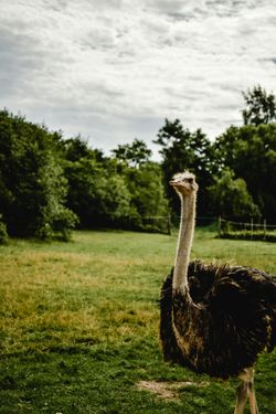Deve kuşlarının idrar kesesi var mı?