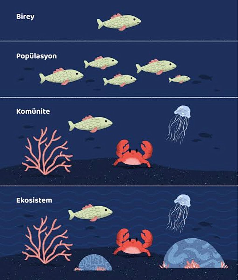 Birey, popülasyon, komünite ve ekosistemin görsellendirilmesi.