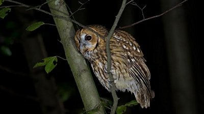 Alaca baykuş (Strix aluco)