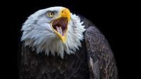 'We are devastated': World-renowned Missouri eagle dies during severe storm